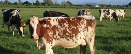 Bon Appétit Catering in Limerick: Our crêpes are even tastier now!